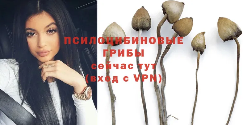 Псилоцибиновые грибы Cubensis  omg зеркало  Клинцы  где продают  